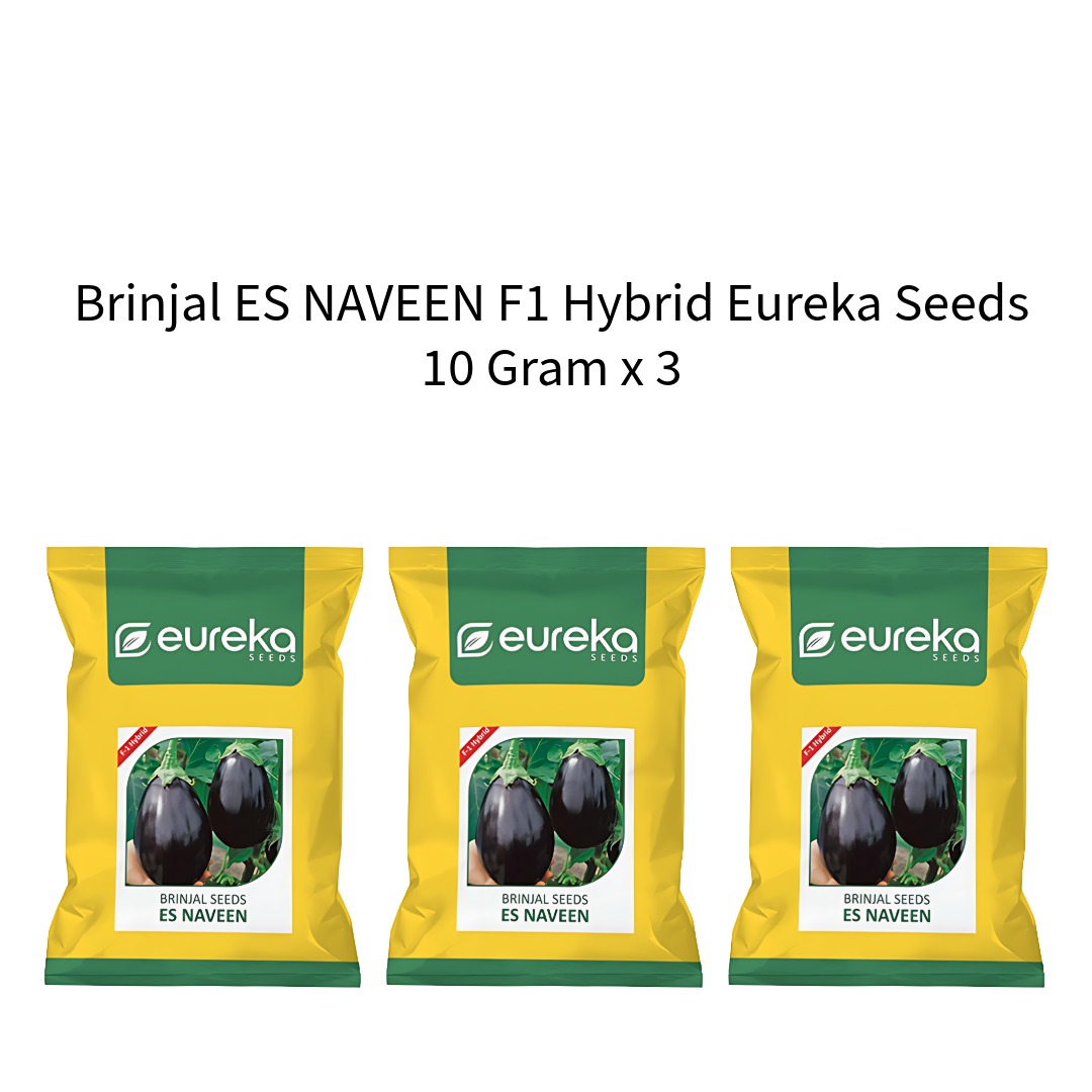 Brinjal-ES-NAVEEN-F1-Hybrid-Eureka-Seeds-10-Gram-x-3