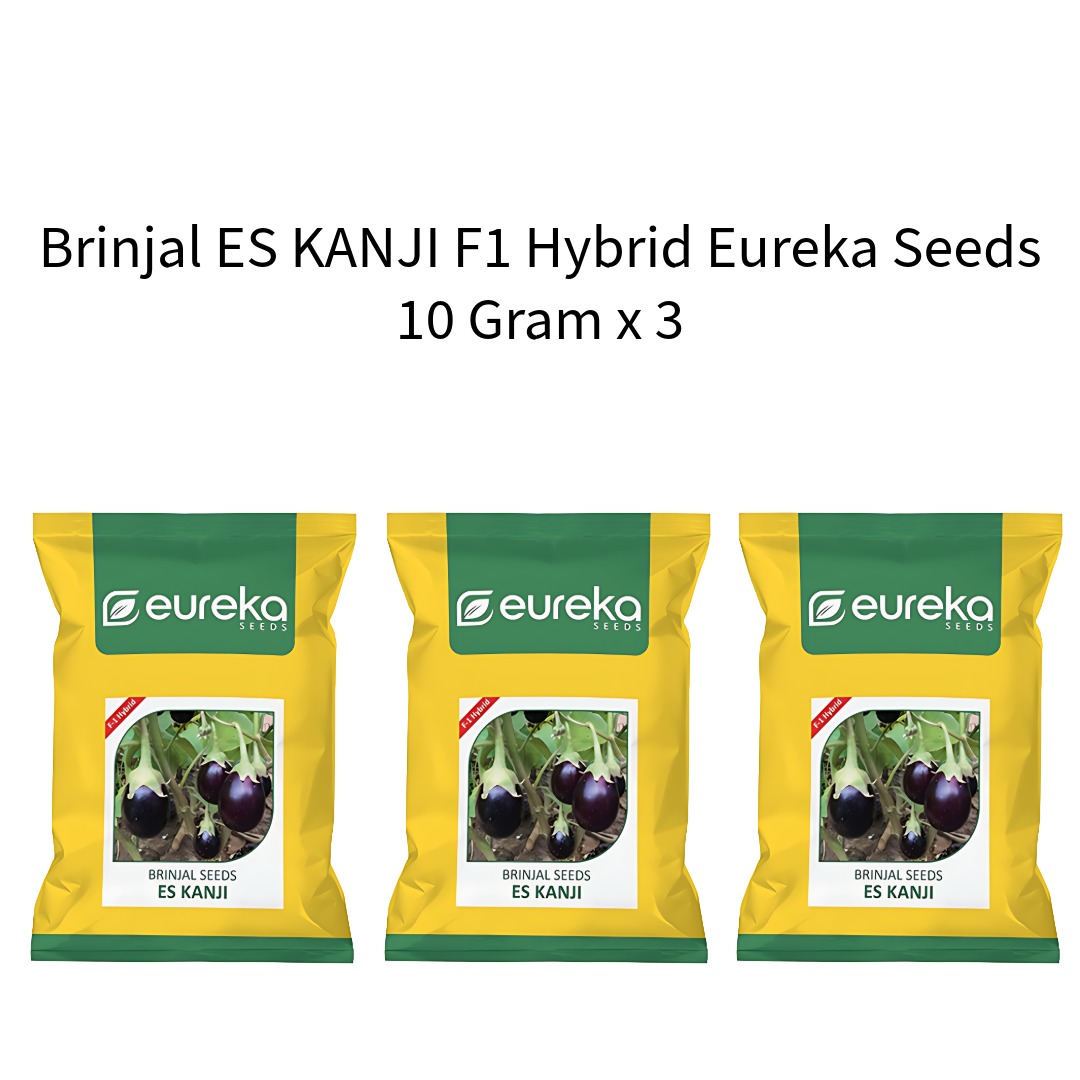 Brinjal-ES-KANJI-F1-Hybrid-Eureka-Seeds-10-Gram-x-3
