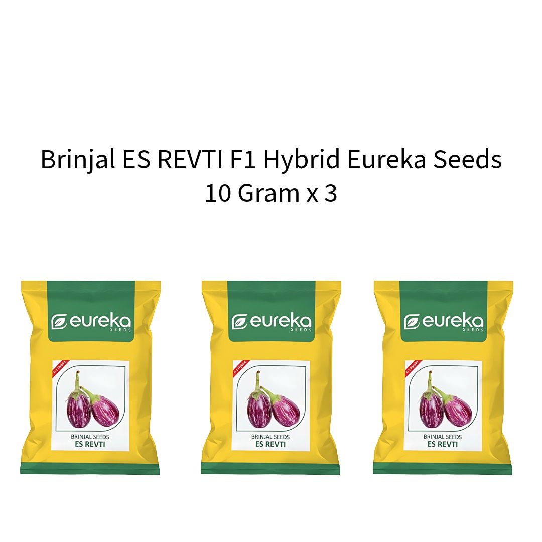 Brinjal-ES-REVTI-F1-Hybrid-Eureka-Seeds-10-Gram-x-3