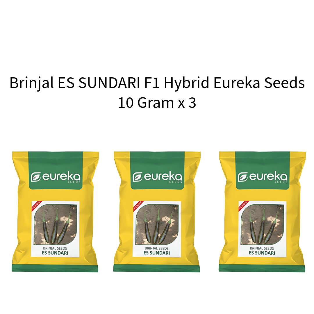Brinjal-ES-SUNDARI-F1-Hybrid-Eureka-Seeds-10-Gram-x-3
