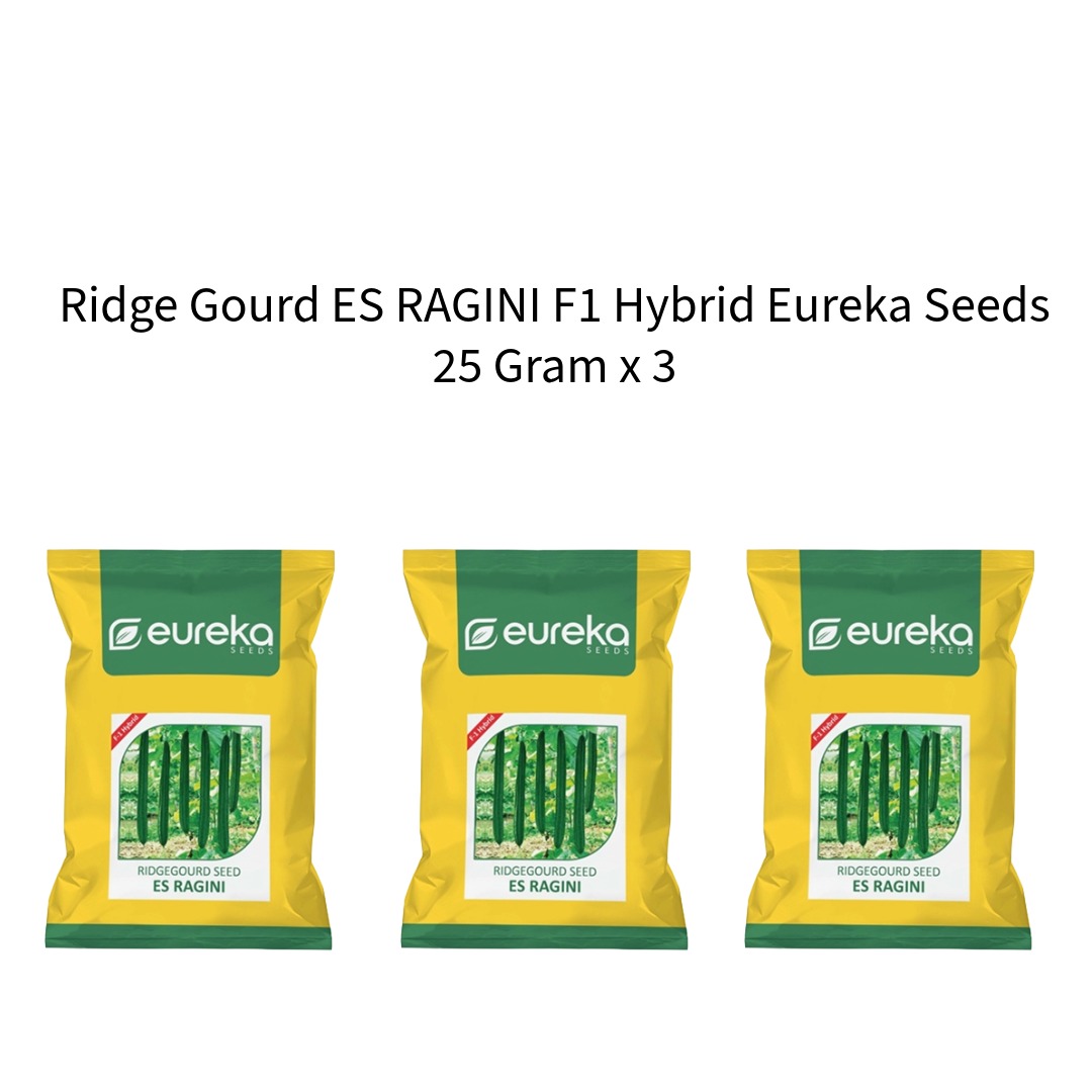 Ridge-Gourd-ES-RAGINI-F1-Hybrid-Eureka-Seeds-25-Gram-x-3
