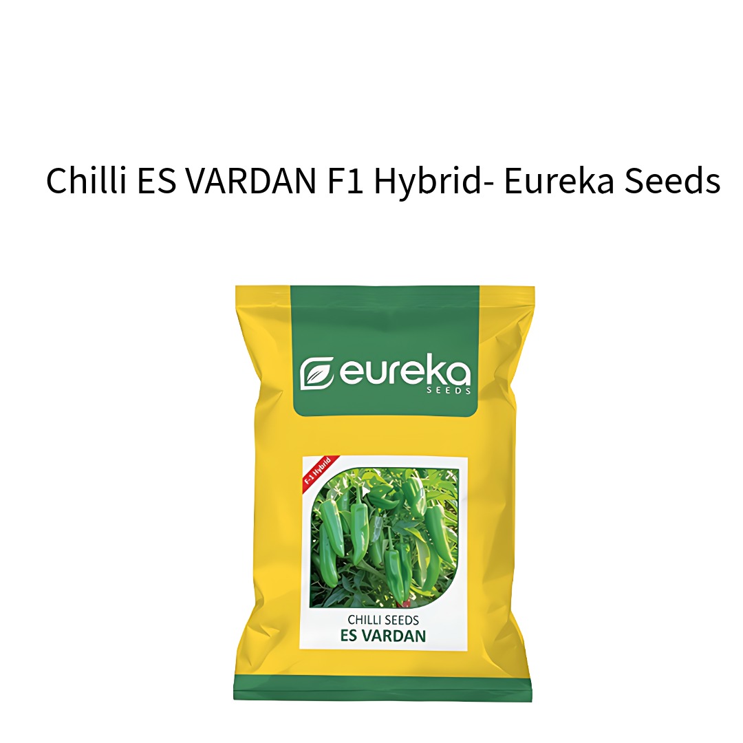 Chilli-ES-VARDAN-F1-Hybrid-Eureka-Seeds