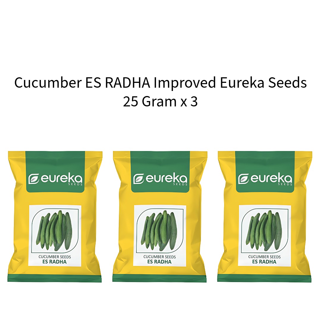 Cucumber-ES-RADHA-Improved-Eureka-Seeds-25-Gram-x-3