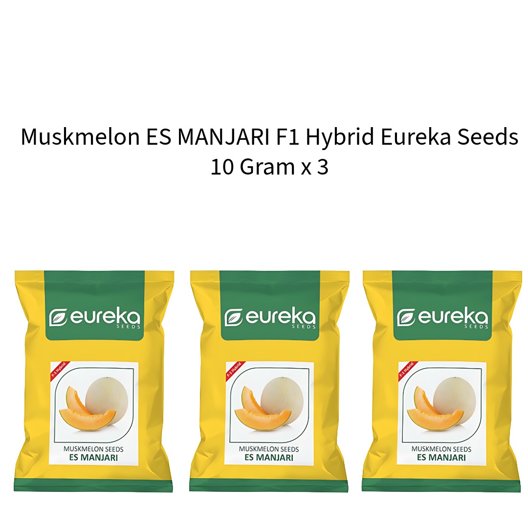 Muskmelon-ES-MANJARI-F1-Hybrid-Eureka-Seeds-10-Gram-x-3