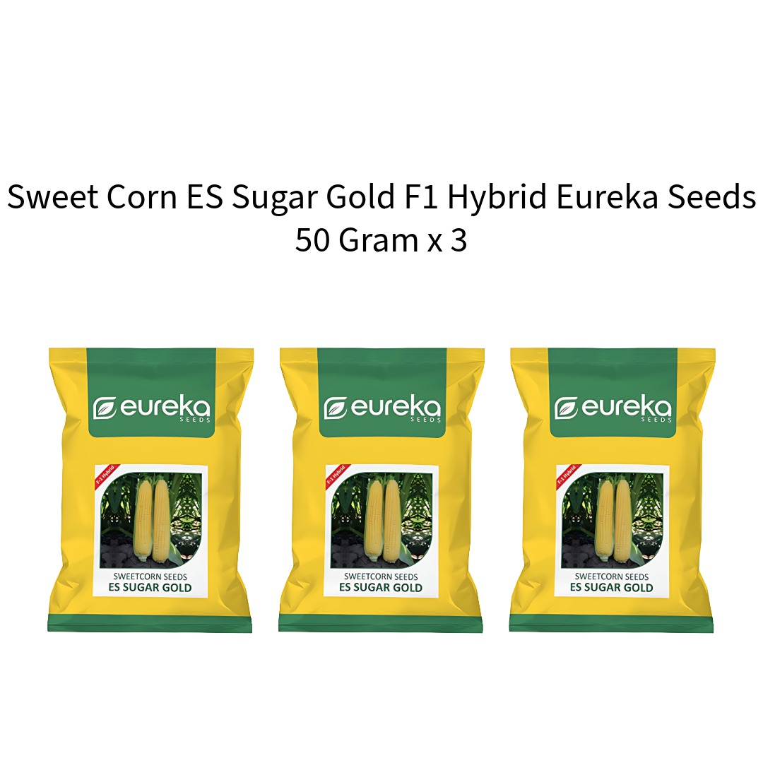 Sweet-Corn-ES-Sugar-Gold-F1-Hybrid-Eureka-Seeds-50-Gram-x-3