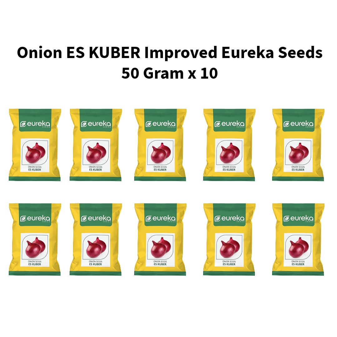 Onion-ES-KUBER-Improved-Eureka-Seeds-50-Gram-x-10