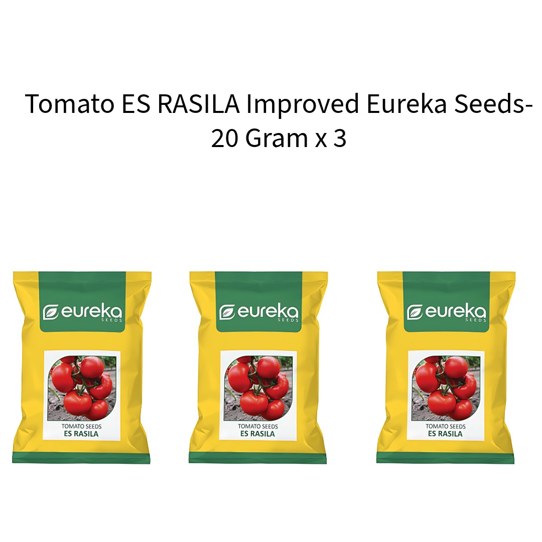 Tomato-ES-RASILA-Improved-Eureka-Seeds-20-Gram-x-3