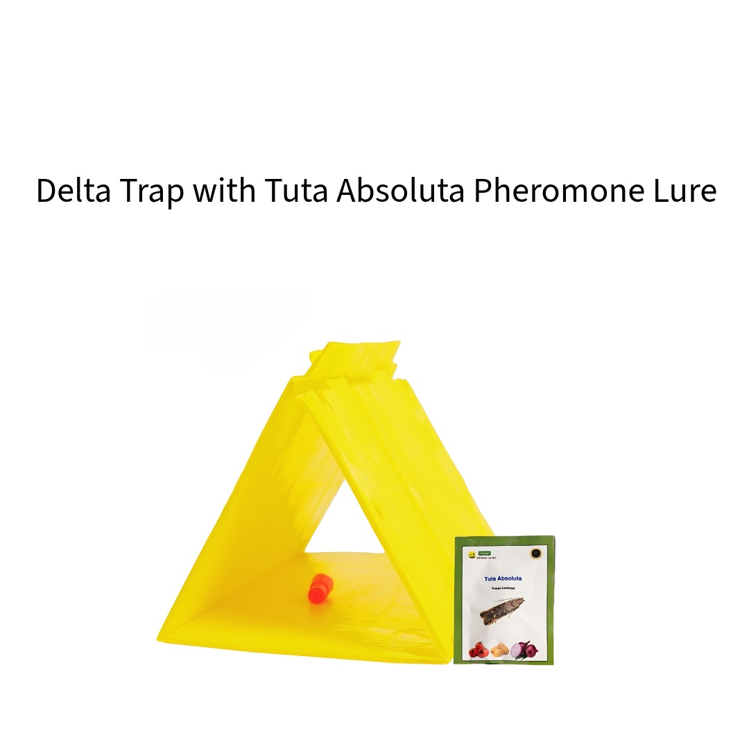 Delta-Trap-with-Tuta-Absoluta-Pheromone-Lure--Wavar
