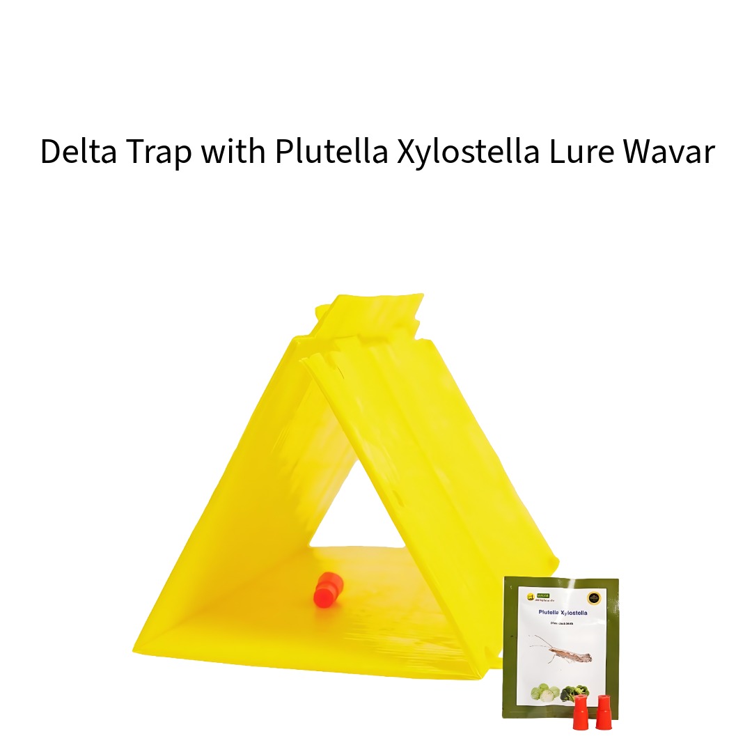 Delta-Trap-with-Plutella-Xylostella-Lure-Wavar